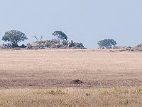 Vogels Stork